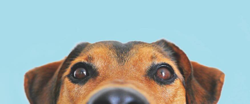 Top New Year's Resolutions for Pet Owners
