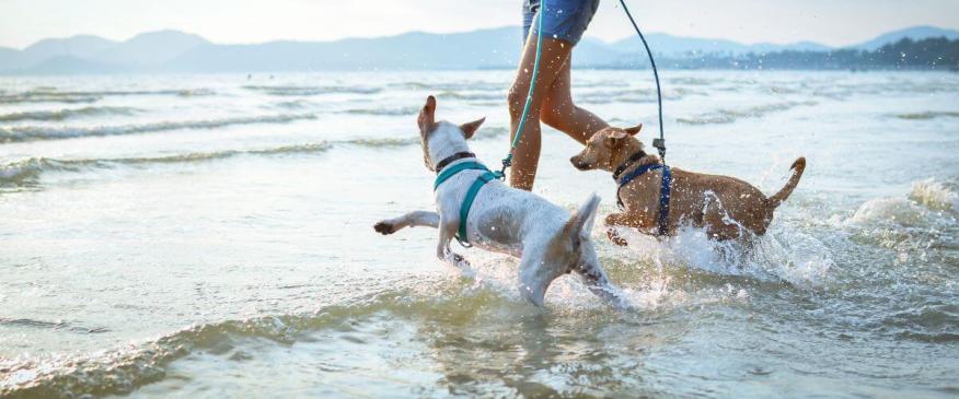 




10 Smart Reasons for Keeping Your Dog on a Leash


