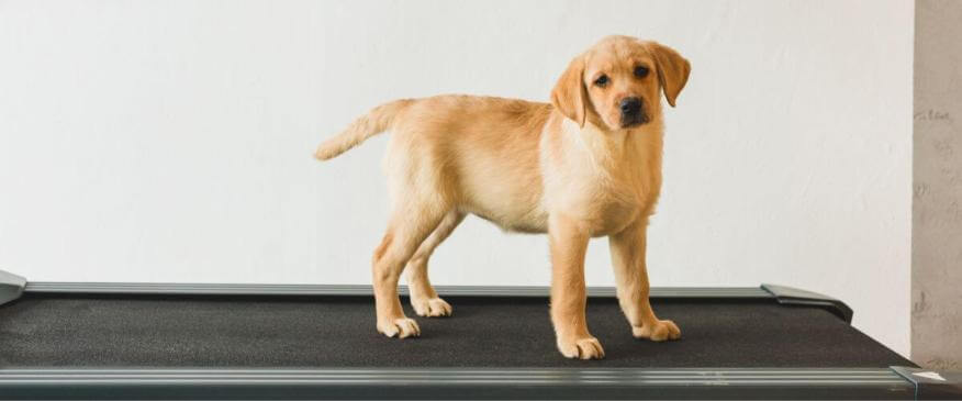 Top New Year Resolutions for Pets &amp; Their Owners