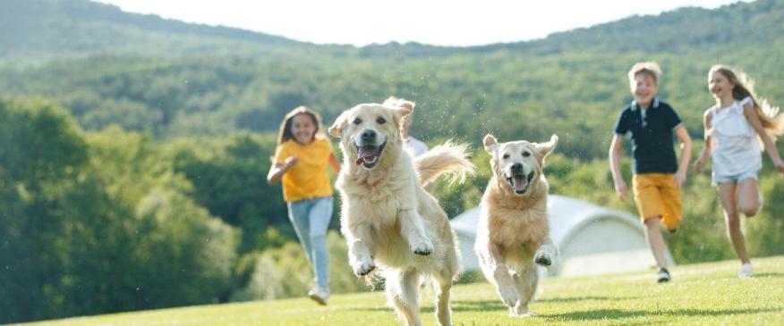 




Escape Summertime Boredom with These 5 Activities for Kids and Dogs


