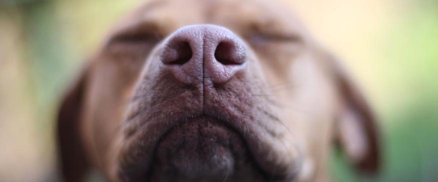 




Sniffing Out the Truth: Essential Oil Safety for Pets


