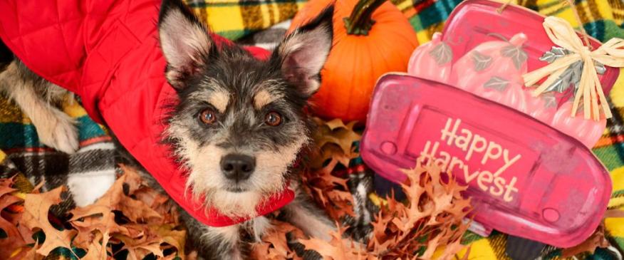 




Fall Pet Danger: Autumn Alert: Navigating Fall Pet Dangers and Keeping Your Furry Friends Safe


