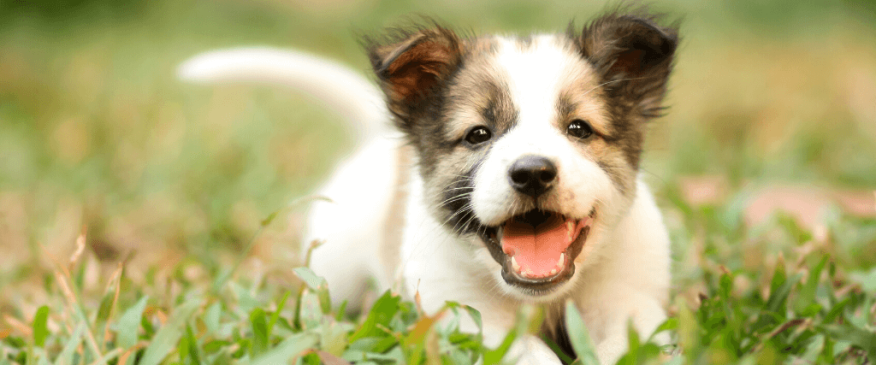 




Frequently Asked Questions About Puppy Behavior and Training, Answered by a Veterinarian


