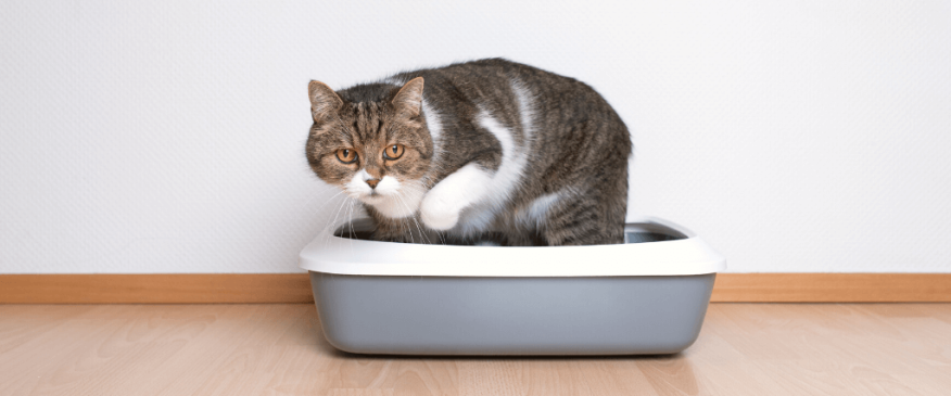 




Feline Urinary Obstructions


