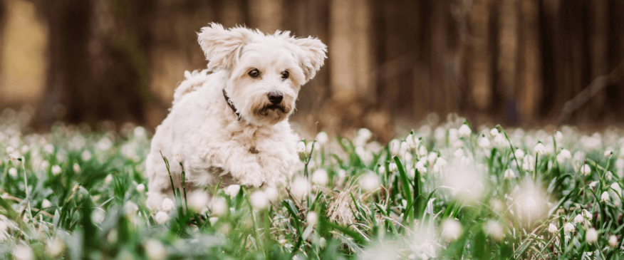 




First Day of Spring - Spring Toxins My Dog Needs to Avoid


