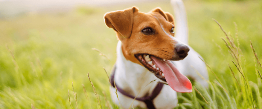 




Fleas and Ticks:  Protecting Your Pets and Home


