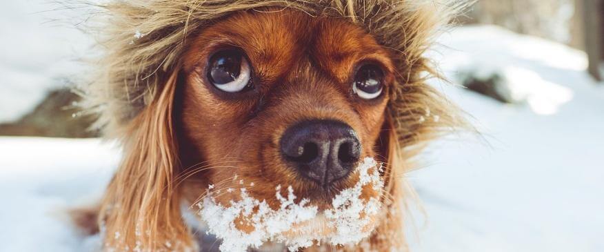 Winter Storm Safety: How to Prepare for a Blizzard or Winter Storm With Pets
