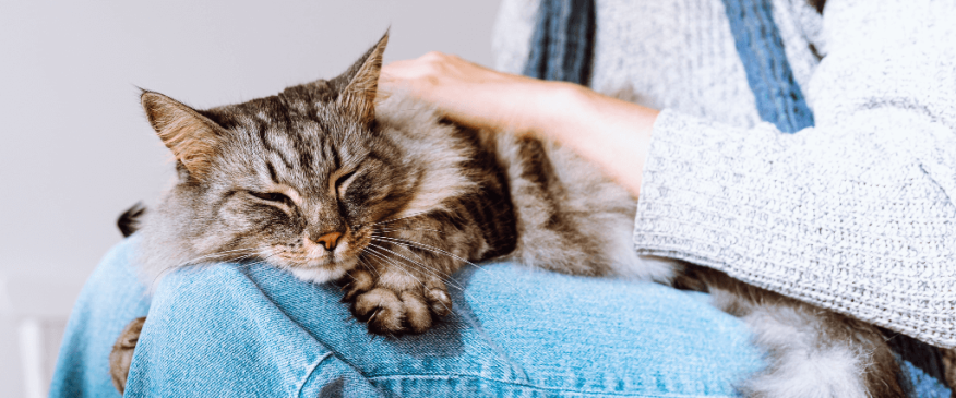 




Heartworm in Cats: Why You Shouldn&#039;t Wait Until There Are Symptoms


