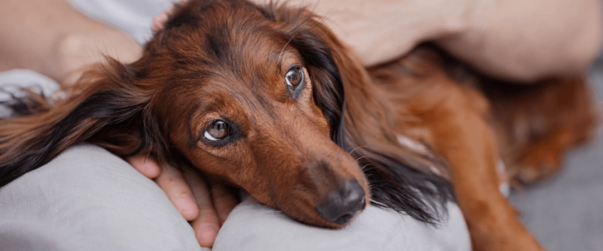 




Heartworm in Dogs: Why You Shouldn’t Wait Until There are Symptoms


