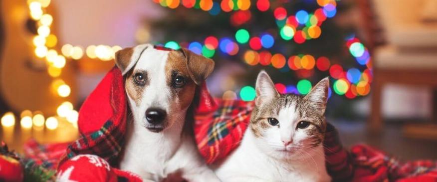 




Holidays &amp; Your Pets: Dos &amp; Don&#039;ts


