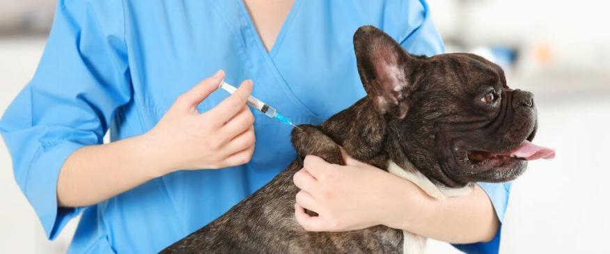 




How Veterinary Vaccines Work 


