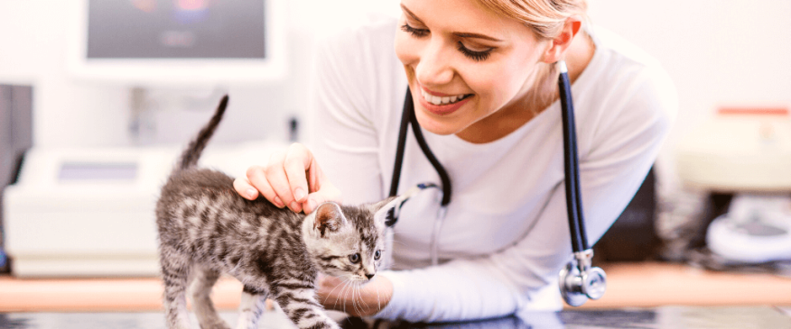 




How To Find The Best Veterinarian


