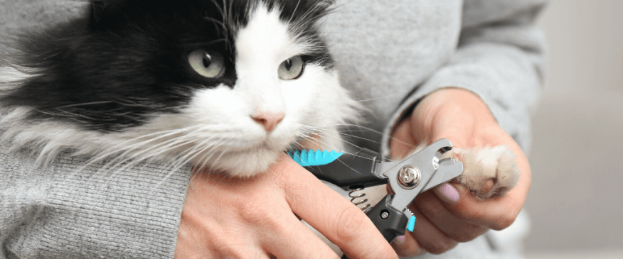 How to trim your cat's nails at home