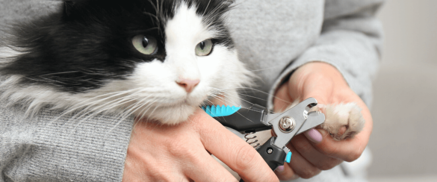 




How to trim your cat&#039;s nails at home


