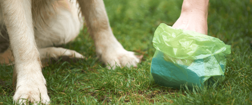 Oh, poo! Why It’s Essential to Immediately Clean Up After Your Pet
