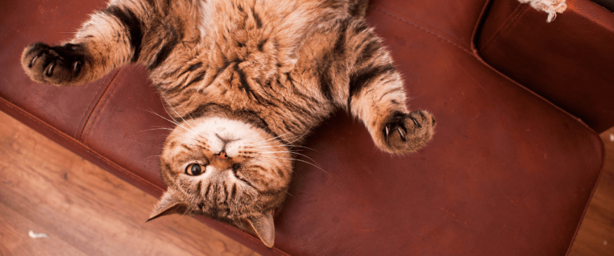 




Is Your Cat Acting Strange? Behavior Changes That are a Red Flag


