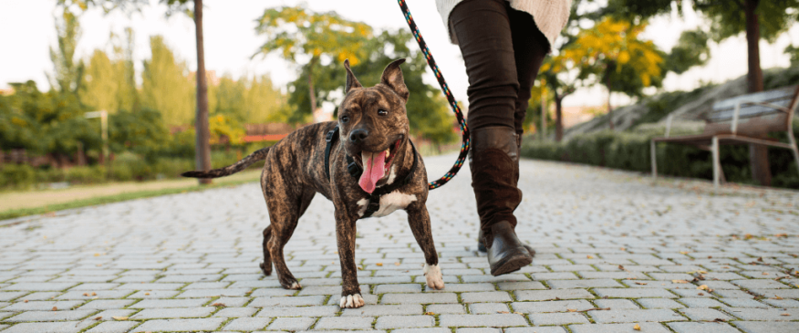 




Is Your Dog Acting Up? Conquer Boredom With These 5 Tips.


