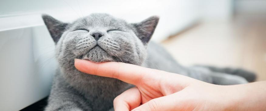 




Is Your Kitty Content? 6 Signs of a Happy, Healthy Cat


