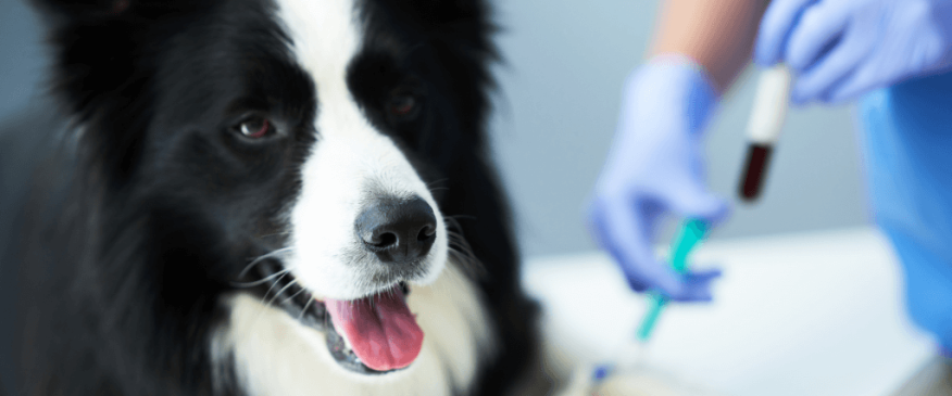 




Lab Tests on Dogs: Why They’re Important and What They Tell Your Veterinarian


