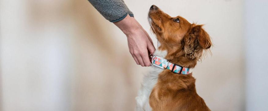 How a Smart Dog Collar Helps You Stay Ahead of Your Dog’s Health