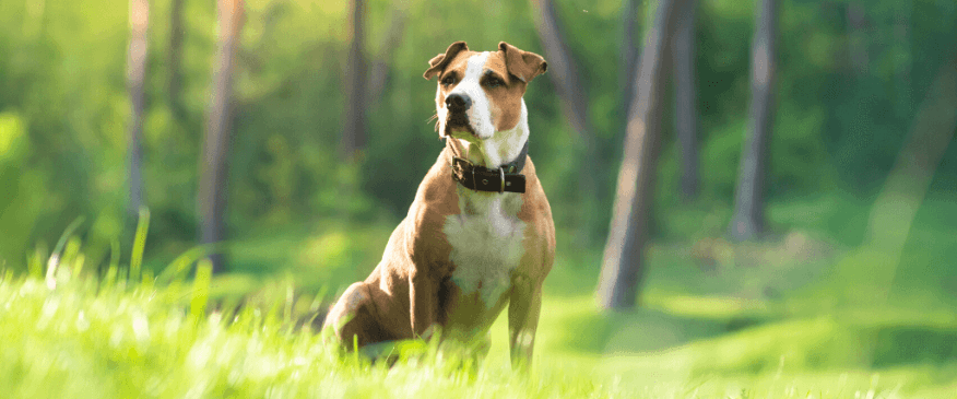  Mayday for Mutts: 7 Ways to Celebrate Your Dog