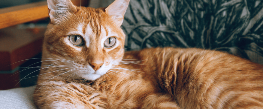 




Myths and Facts About the Luck of a Cat


