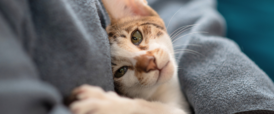 




National Cat Lover’s Month: Decoding Your Kitty’s Love Language


