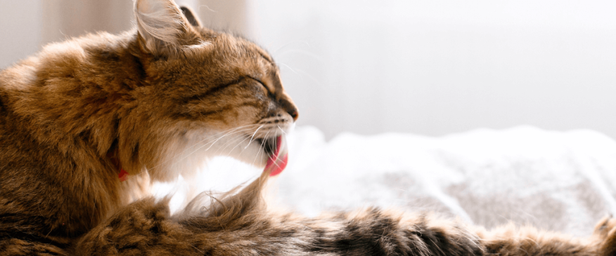 




Overgrooming In Cats


