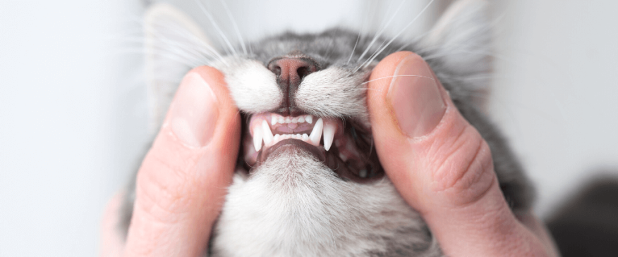 




Pet Dental Month


