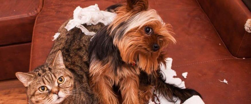 How to Pet-Proof Your Home 