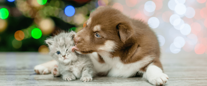 




Top 10 Holiday Safety Tips for Pets


