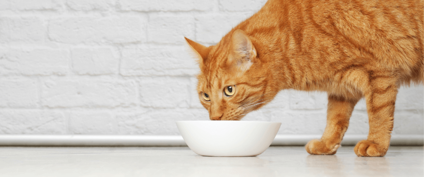 




Help! My Cat is a Picky Eater! How to Know if Your Pet is Getting the Right Nutrients


