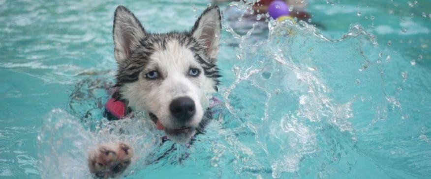 




Pool and Beach Safety Tips for Pets: Part II


