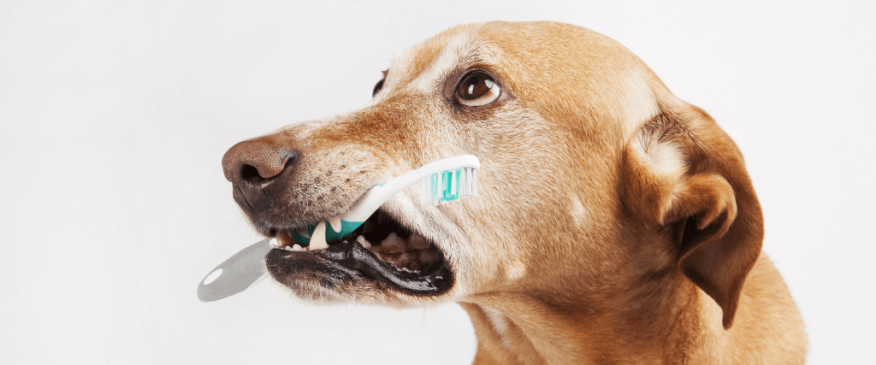 




Post-Op Dental Care and Home Dental Care for Dogs


