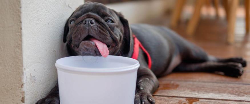 Hot Tips On How to Prevent Heatstroke in Dogs