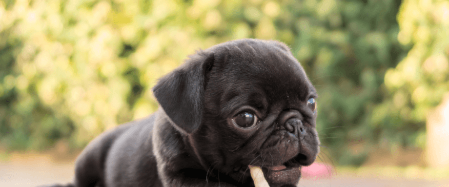 How to Feed Your New Puppy For Optimal Nutrition and Wellness