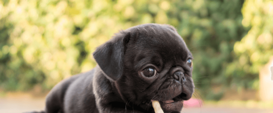 




How to Feed Your New Puppy For Optimal Nutrition and Wellness


