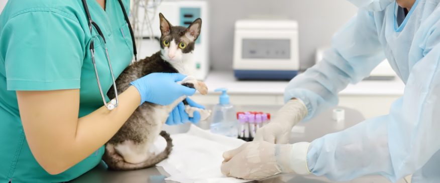 




Early Detection: The Benefits of Routine Blood Work for Cats


