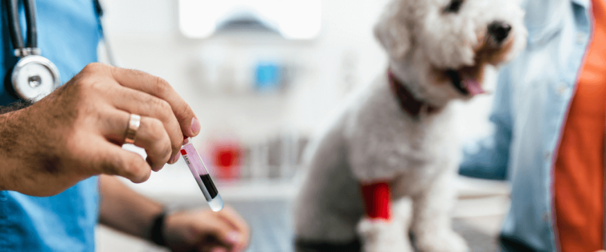 




Early Detection: The Benefits of Routine Blood Work for Dogs


