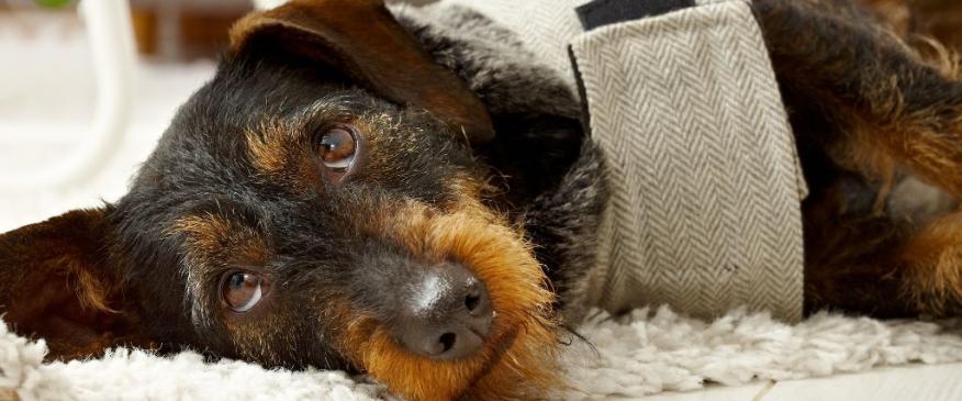 




What Every Pet Owner Should Know About Canine and Feline Seizures


