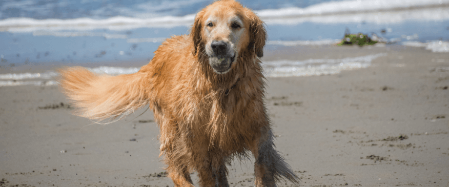 How You Can Ease Your Senior Dog's Arthritis Pain