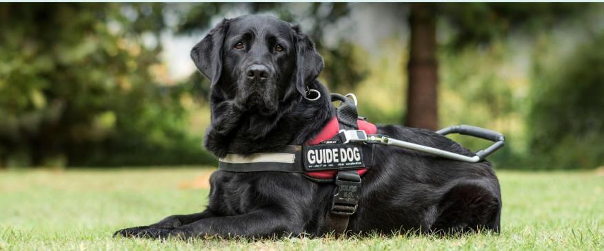 Emotional Support Pets vs. Service Pets: What’s the Difference?