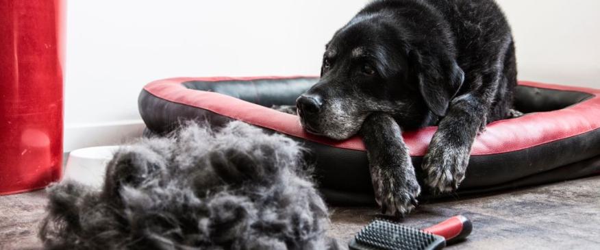 




Is This Much Shedding Normal? When Hair Loss in Pets is Problematic


