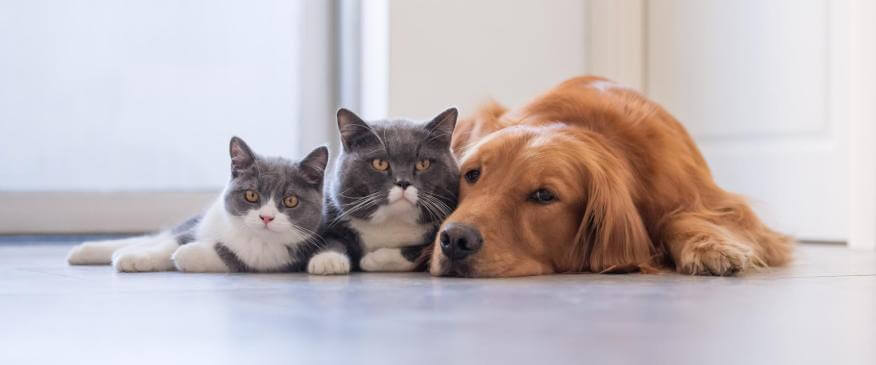 Cats and Dogs Living Together – Mass Hysteria?