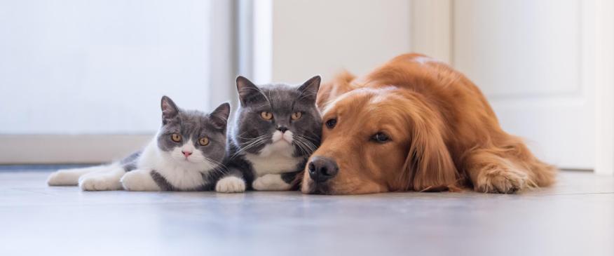 




Cats and Dogs Living Together – Mass Hysteria?



