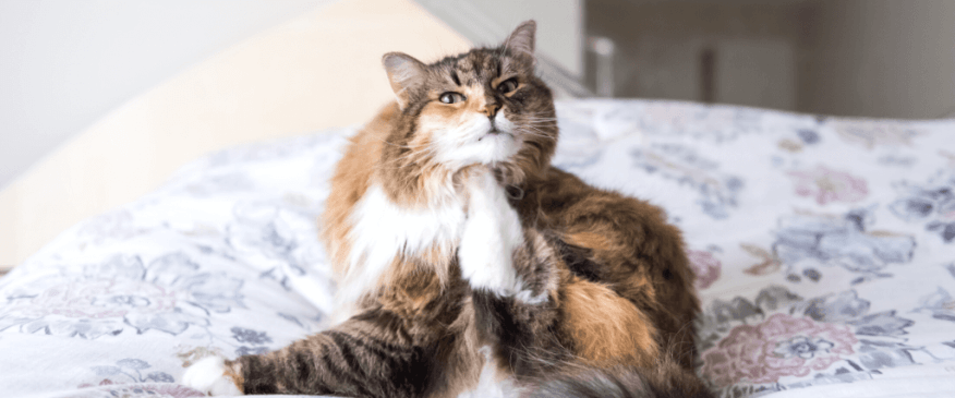 My Cat Can't Stop Itching!  The Truth About Cat Allergies