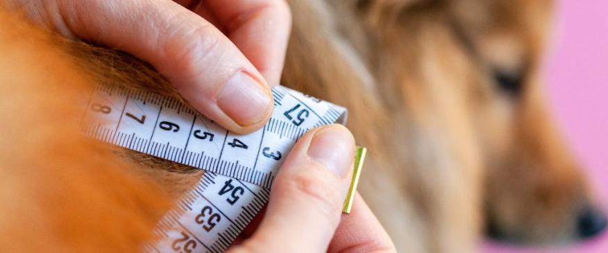 




Top 10 Tips to Help Your Dog Lose Weight


