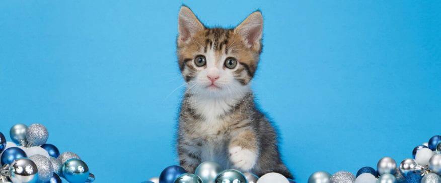 6 Tips for Hanukkah Pet Safety 