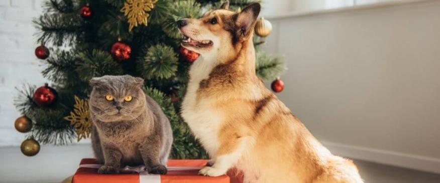 




Home for the Holidays: Your New-Pet Checklist


