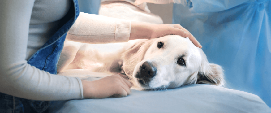 




Tips to Prepare for a Successful Surgery for Your Pet


